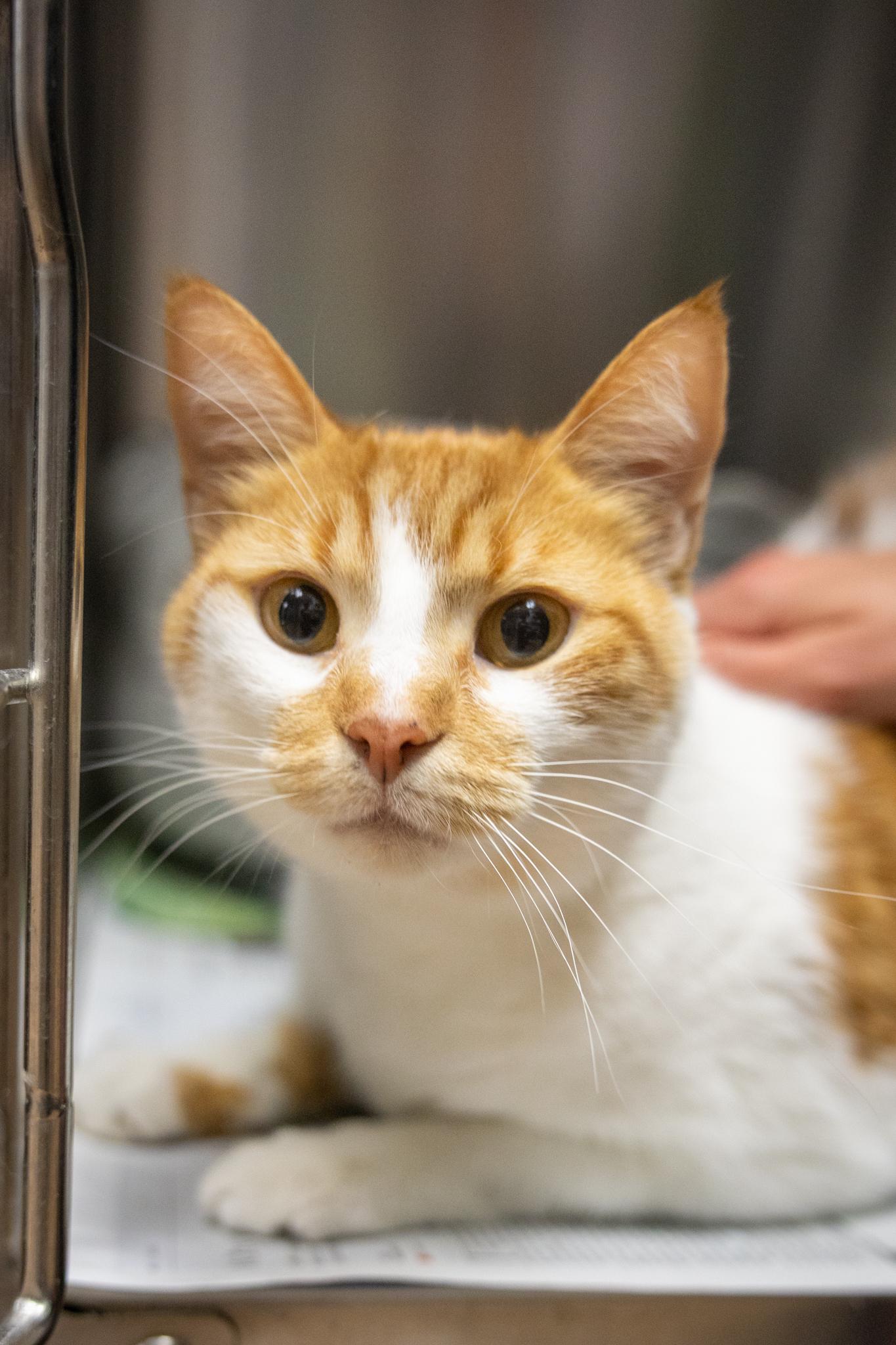 Sundae, a ADOPTABLE Domestic Short Hair in Hamilton, ON image 3/4