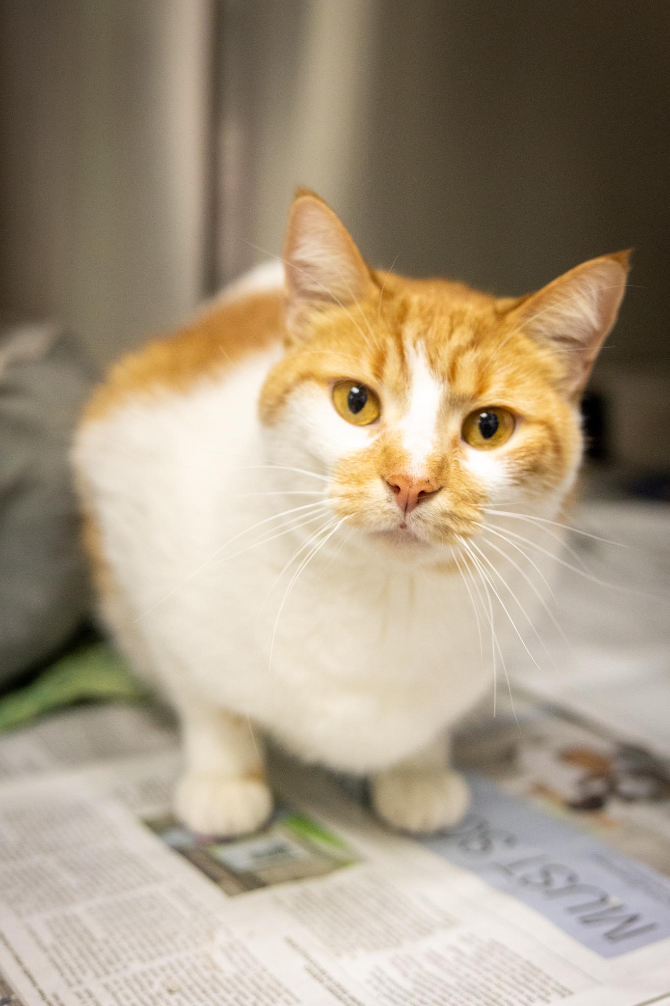 Sundae, ADOPTABLE, Adult Male Domestic Short Hair.