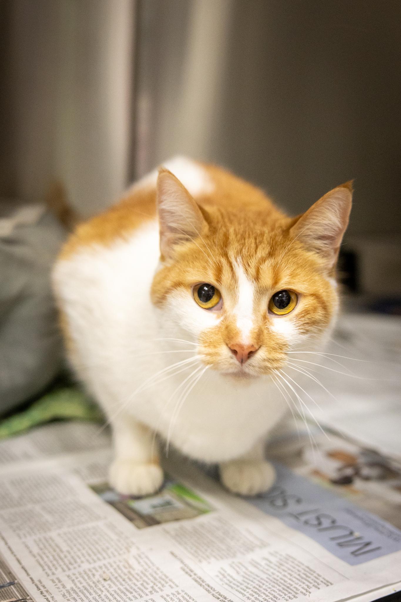 Sundae, a ADOPTABLE Domestic Short Hair in Hamilton, ON image 2/4