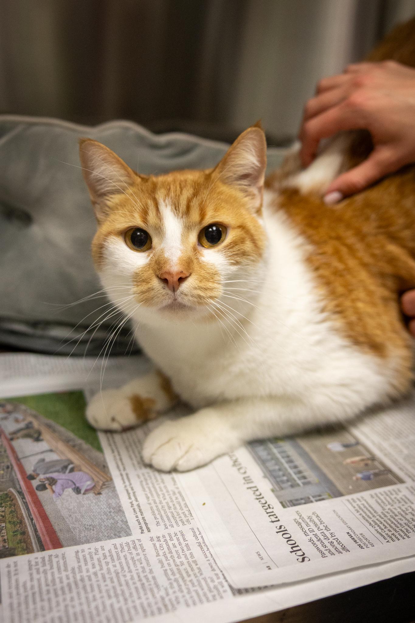 Sundae, a ADOPTABLE Domestic Short Hair in Hamilton, ON image 4/4