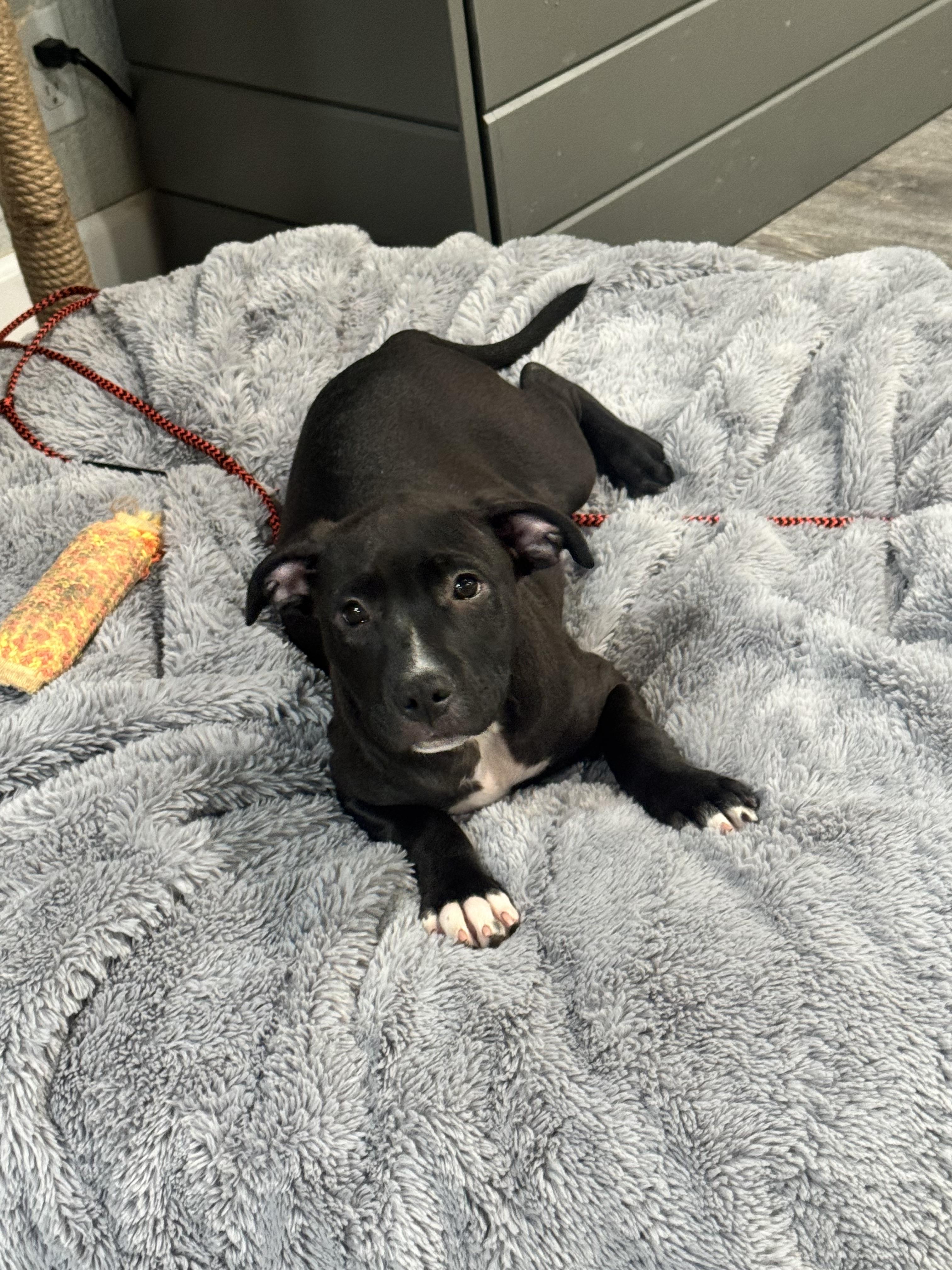 Guy, adopted, Puppy Male Pit Bull Terrier & Mixed Breed.