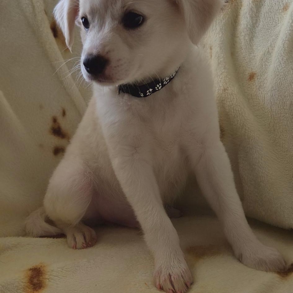 Enlarge Rocky, an adopted mixed breed in Seal Beach, CA image 5/5