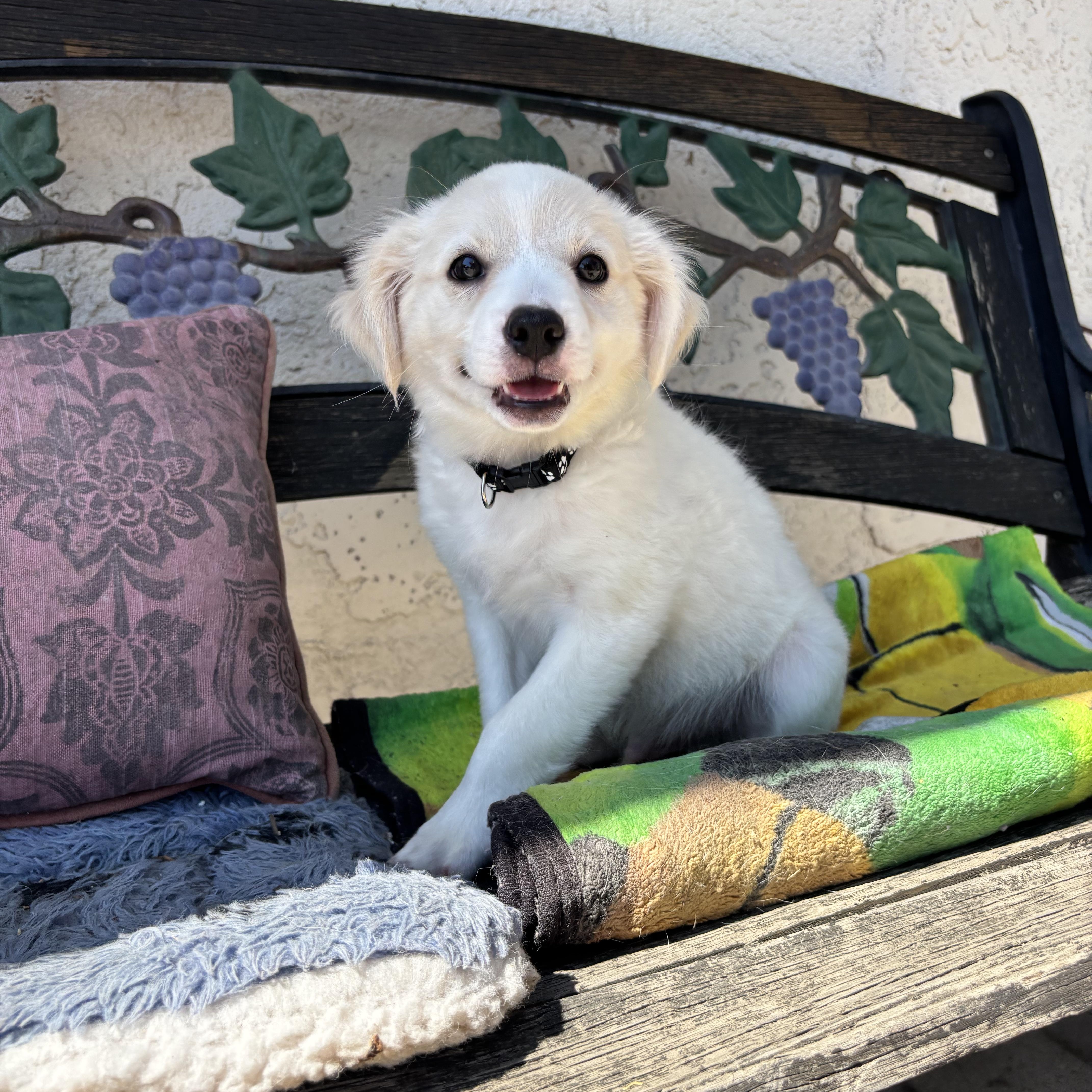 Enlarge Rocky, an adopted mixed breed in Seal Beach, CA image 2/5