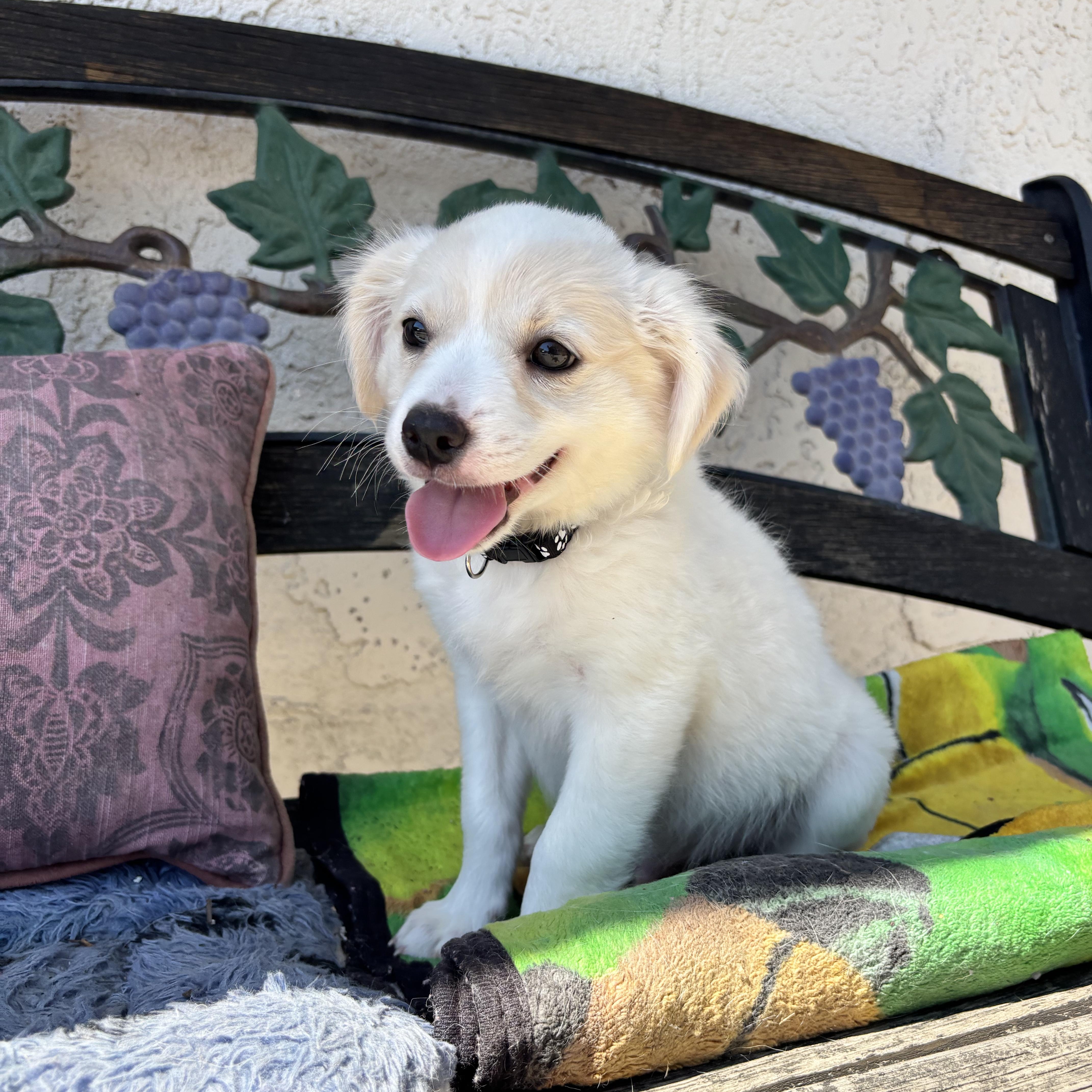 Enlarge Rocky, an adopted mixed breed in Seal Beach, CA image 4/5