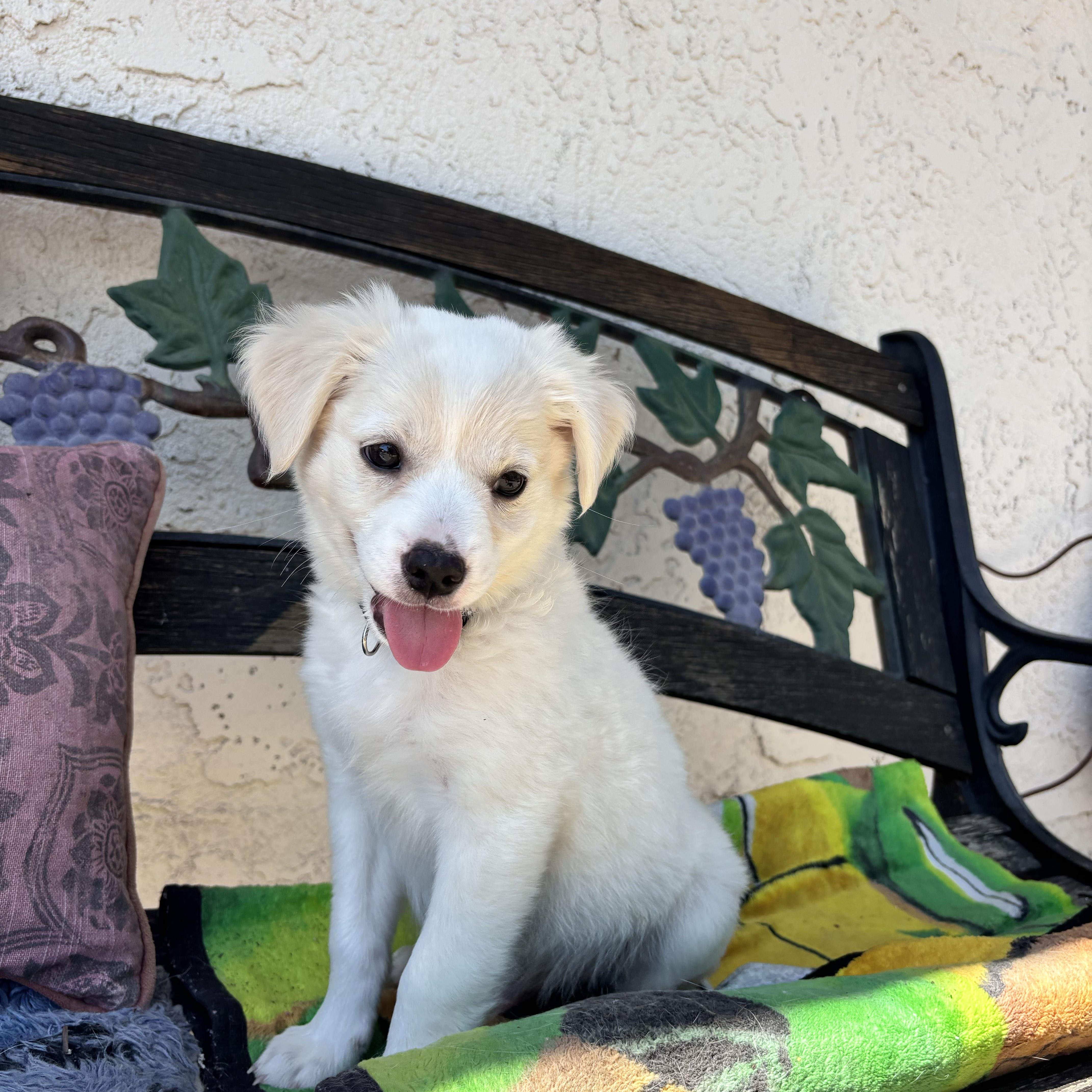 Enlarge Rocky, an adopted mixed breed in Seal Beach, CA image 3/5