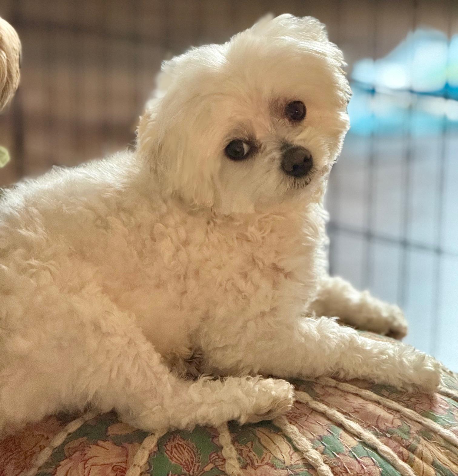 Star, an adoptable Maltese in Springfield, VA, 22153 | Photo Image 1