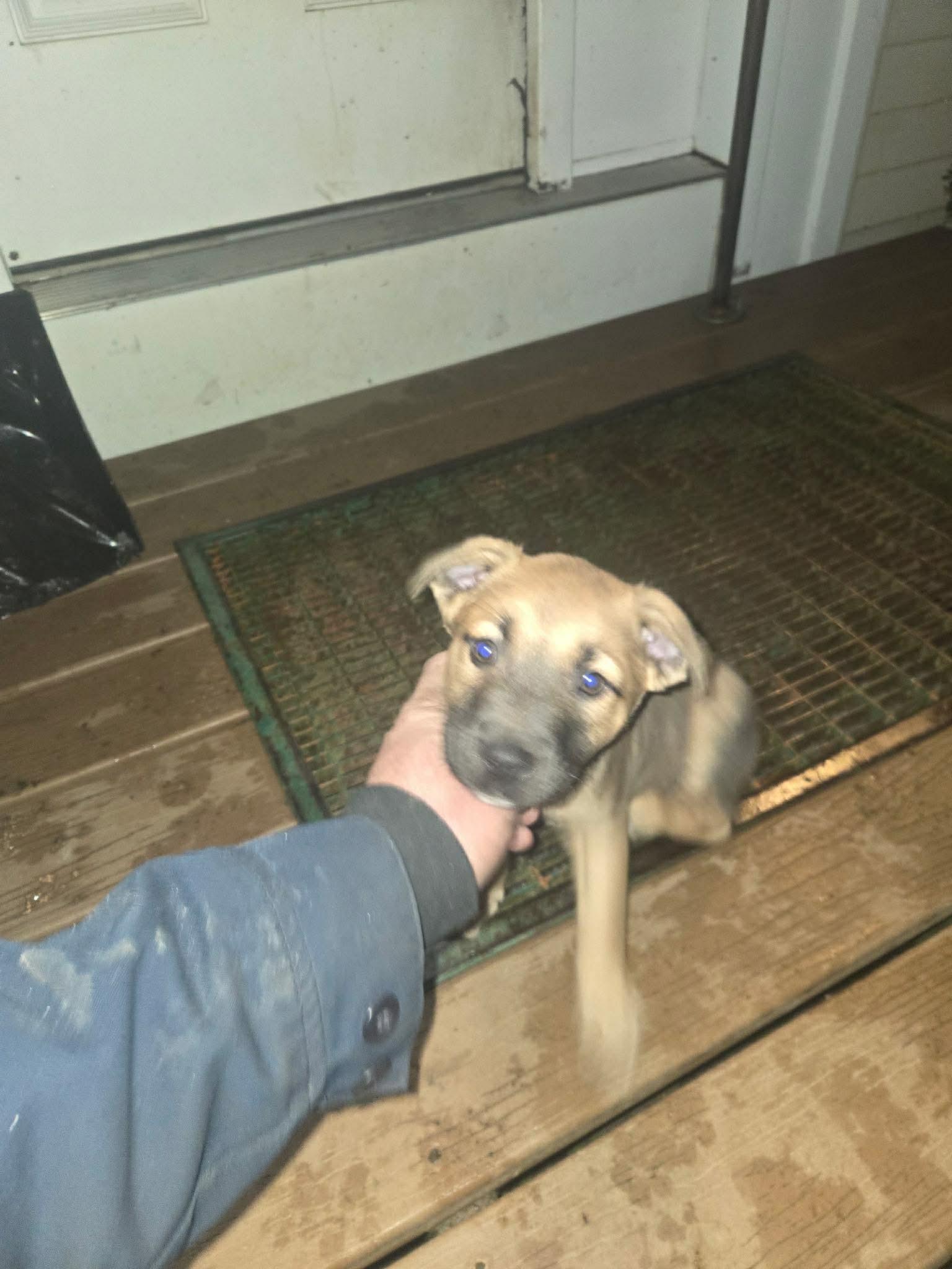 Enlarge Doc, an adoptable mixed breed in Brunswick, ME image 5/5