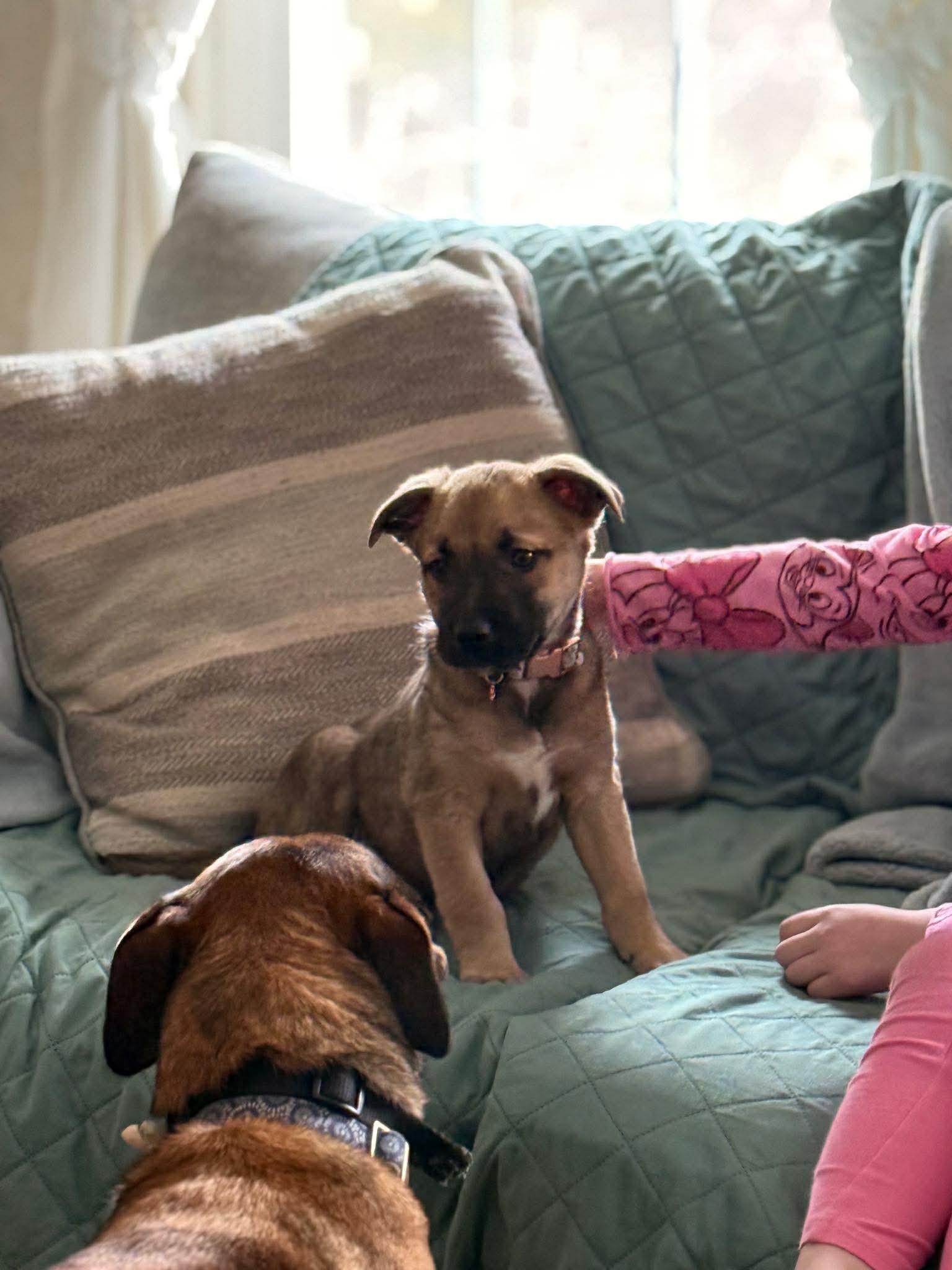 Enlarge Doc, an adoptable mixed breed in Brunswick, ME image 3/5