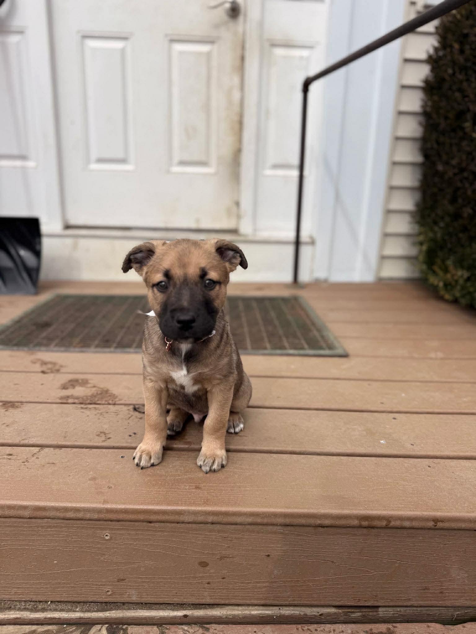 Enlarge Doc, an adoptable mixed breed in Brunswick, ME image 1/5