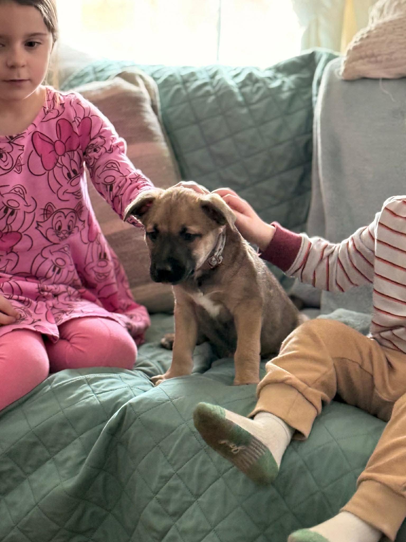 Enlarge Doc, an adoptable mixed breed in Brunswick, ME image 4/5