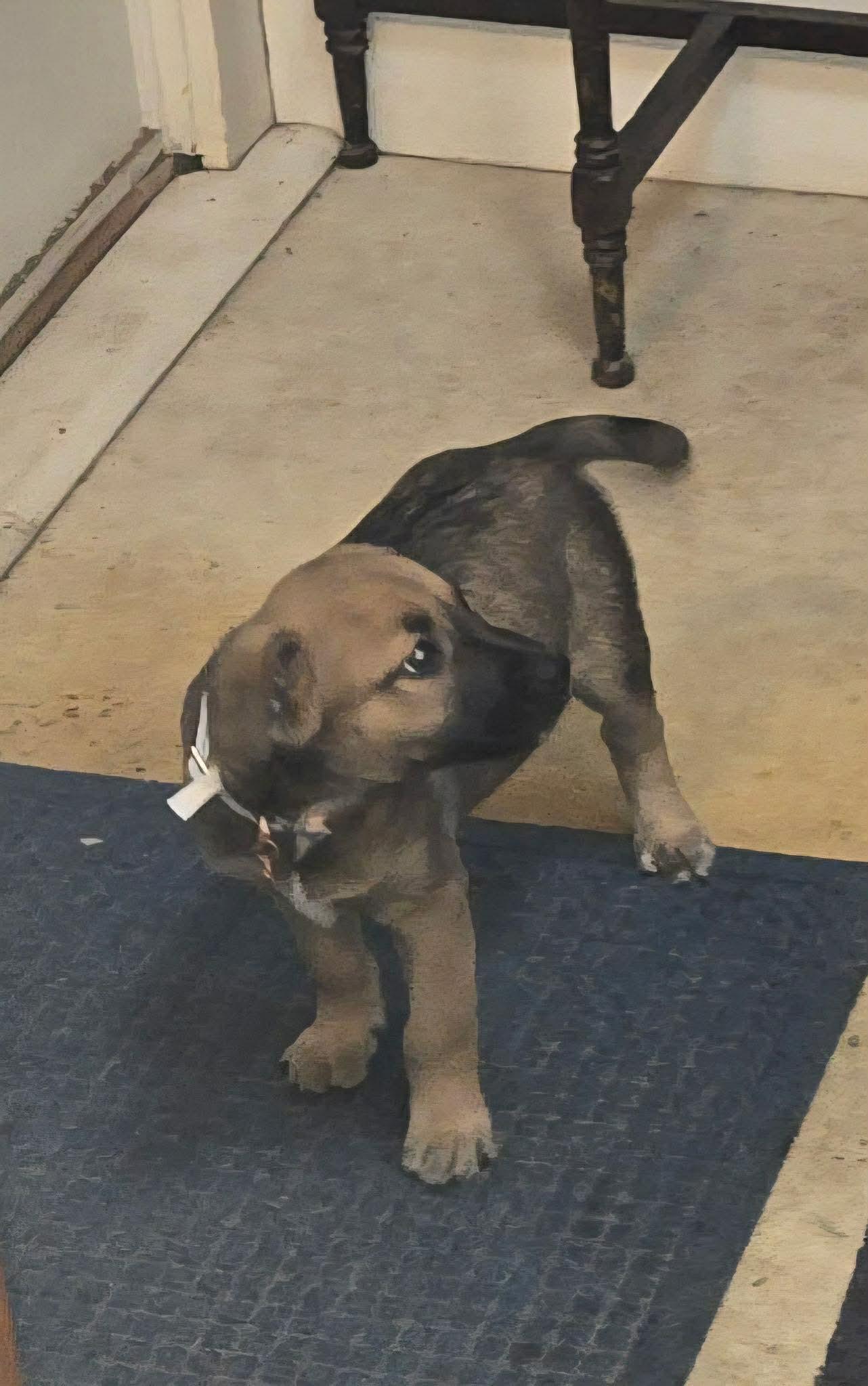 Enlarge Doc, an adoptable mixed breed in Brunswick, ME image 2/5