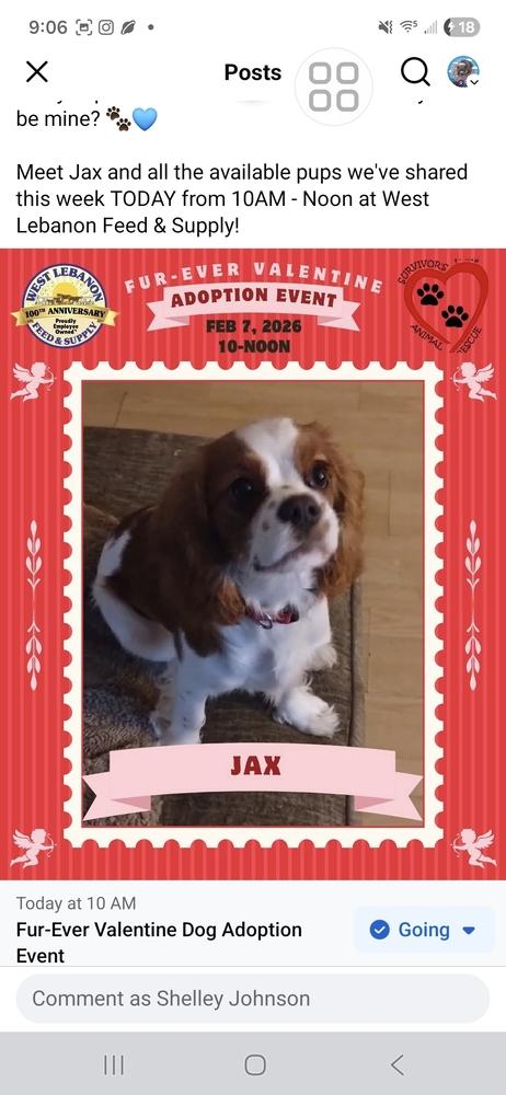 Enlarge Jax, a Adoptable Cavalier King Charles Spaniel in White River Junction, VT image 1/1