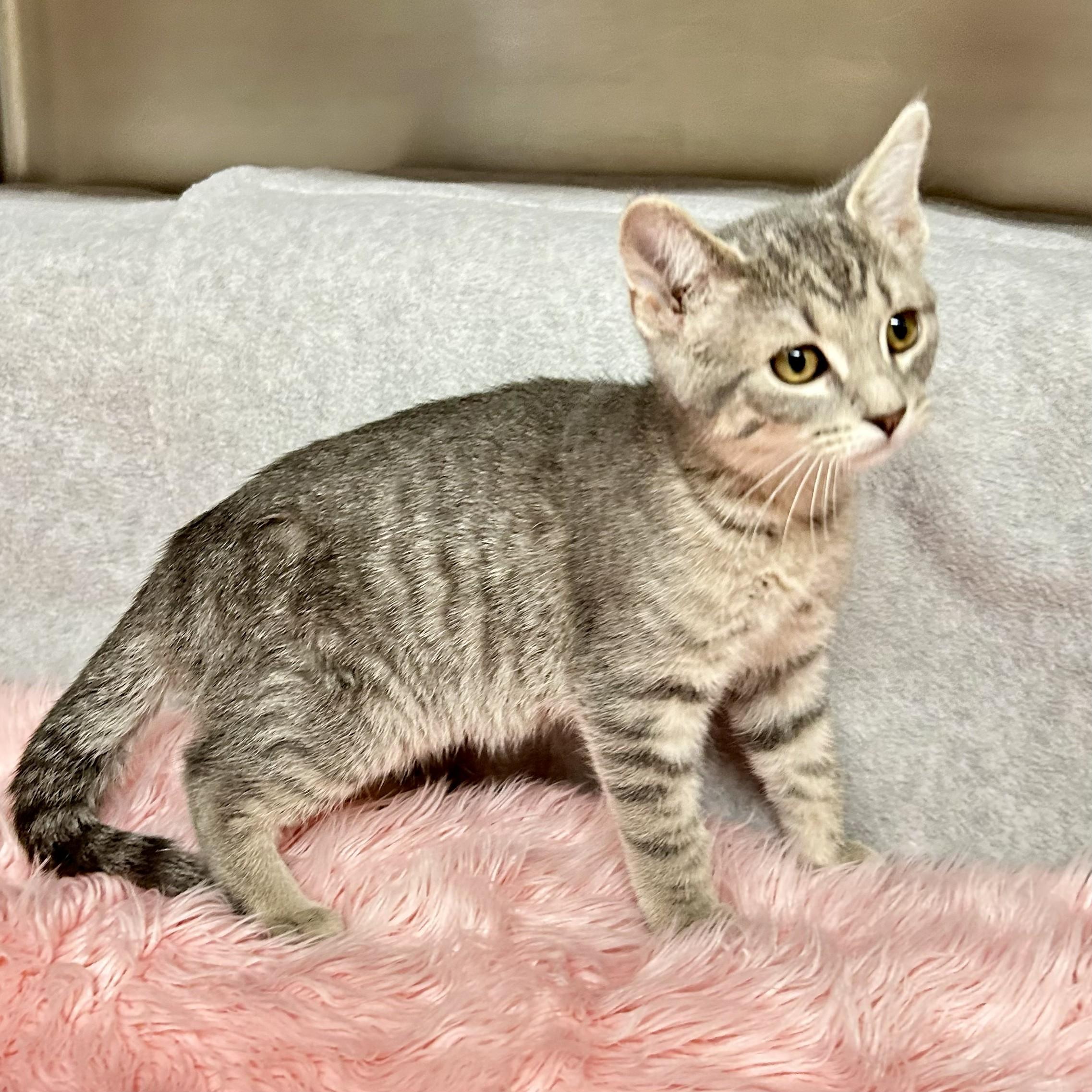 Enlarge Opal, an adopted Domestic Short Hair in Crestwood, MO image 3/6