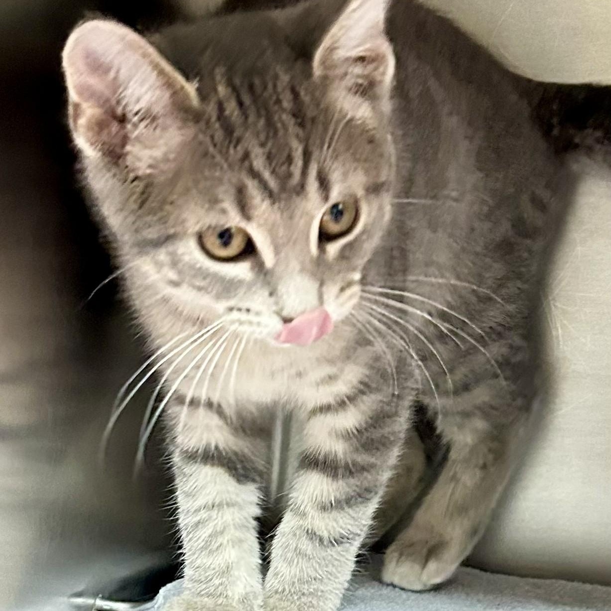 Enlarge Opal, an adopted Domestic Short Hair in Crestwood, MO image 2/6