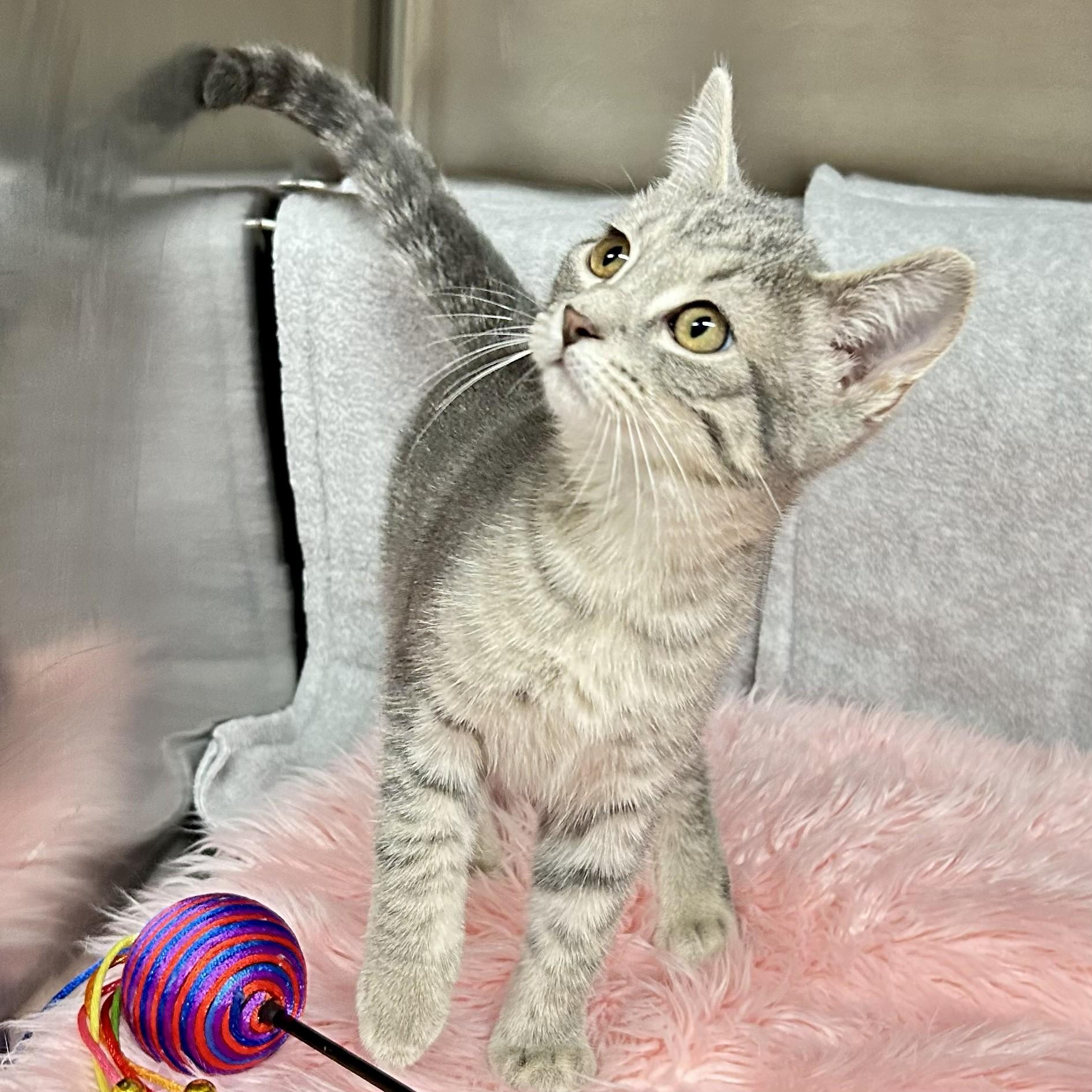 Opal, adopted, Young Female Domestic Short Hair.