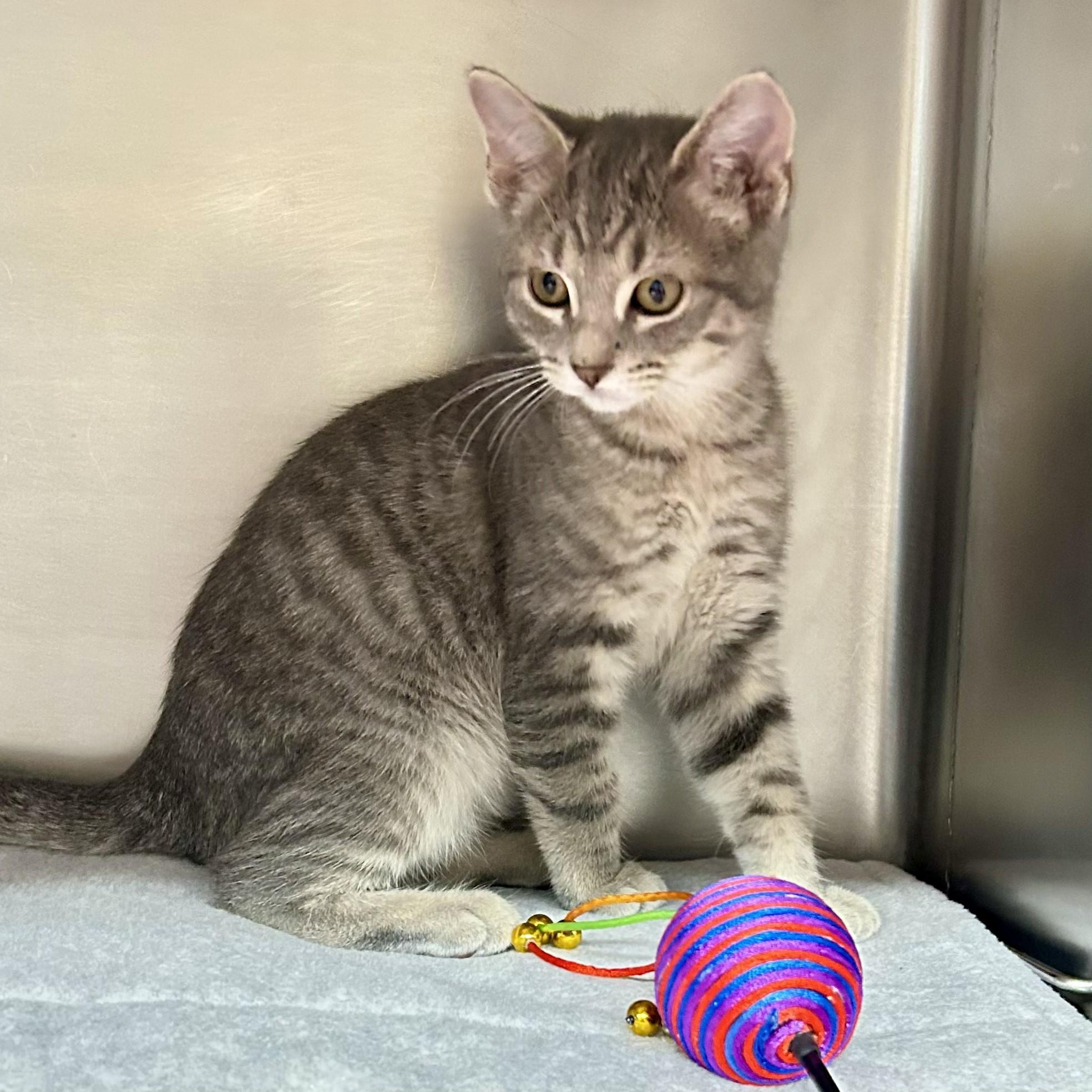 Enlarge Opal, an adopted Domestic Short Hair in Crestwood, MO image 6/6