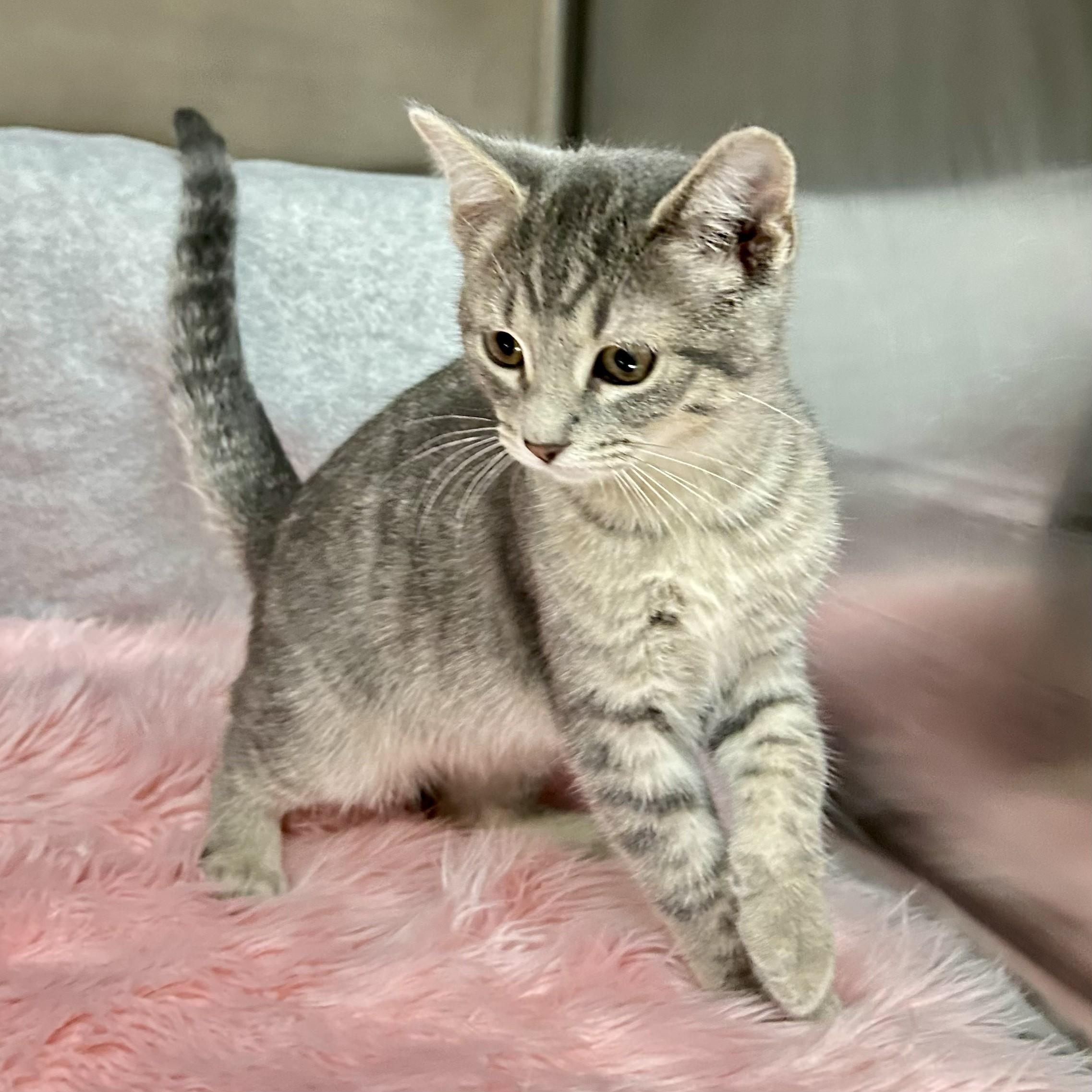 Enlarge Opal, an adopted Domestic Short Hair in Crestwood, MO image 4/6