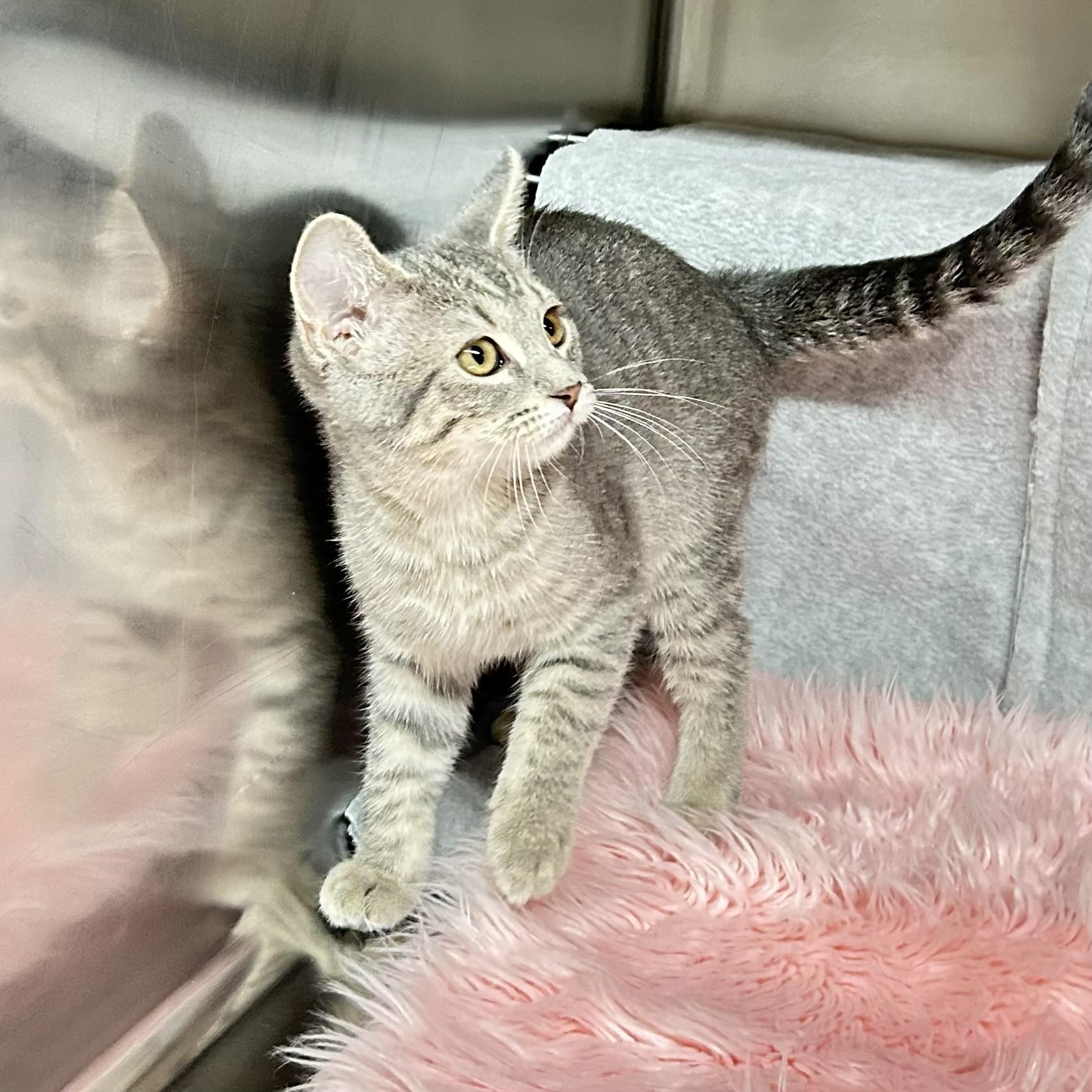 Enlarge Opal, an adopted Domestic Short Hair in Crestwood, MO image 5/6