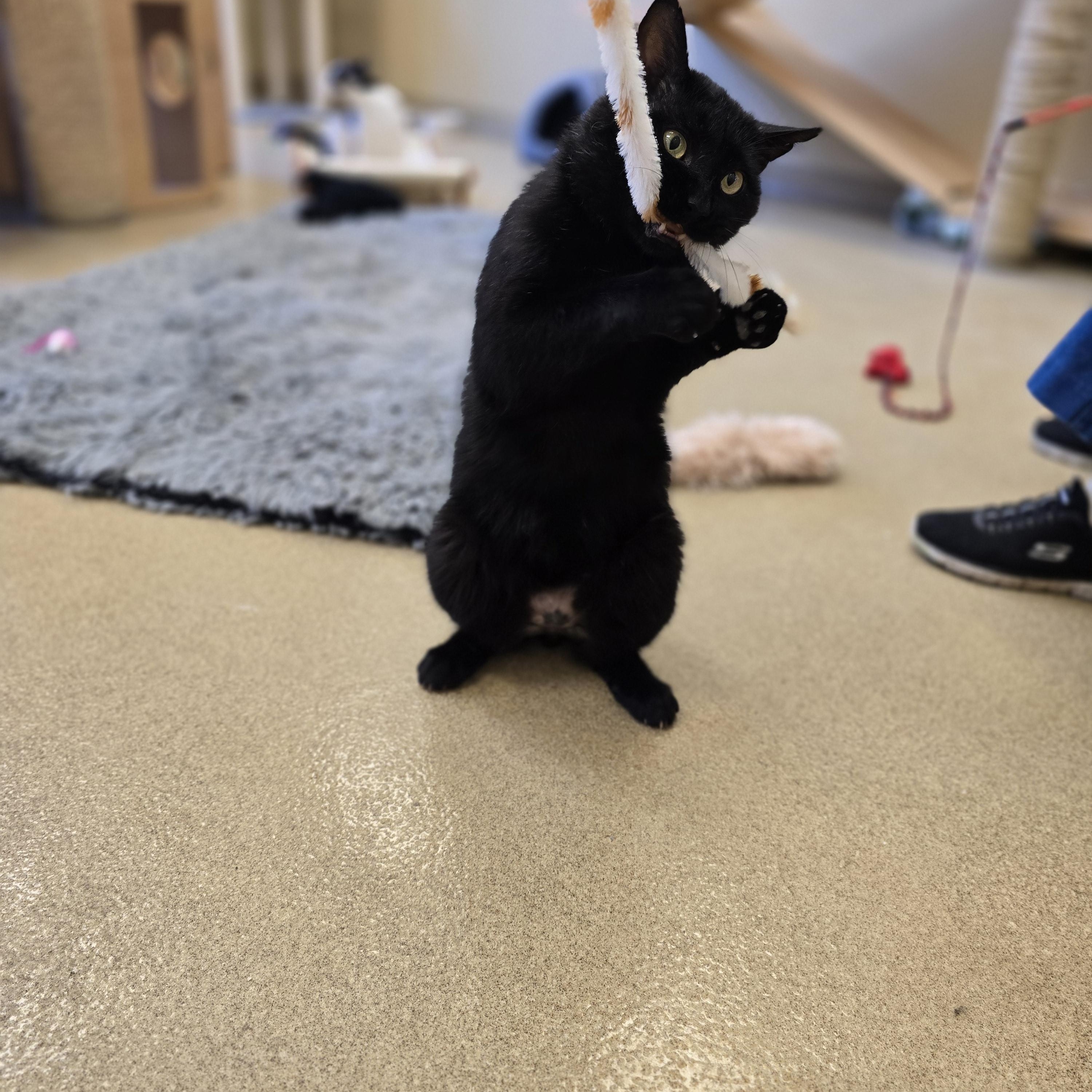 Enlarge Currant , an adopted Domestic Short Hair in Bristol, RI image 3/3