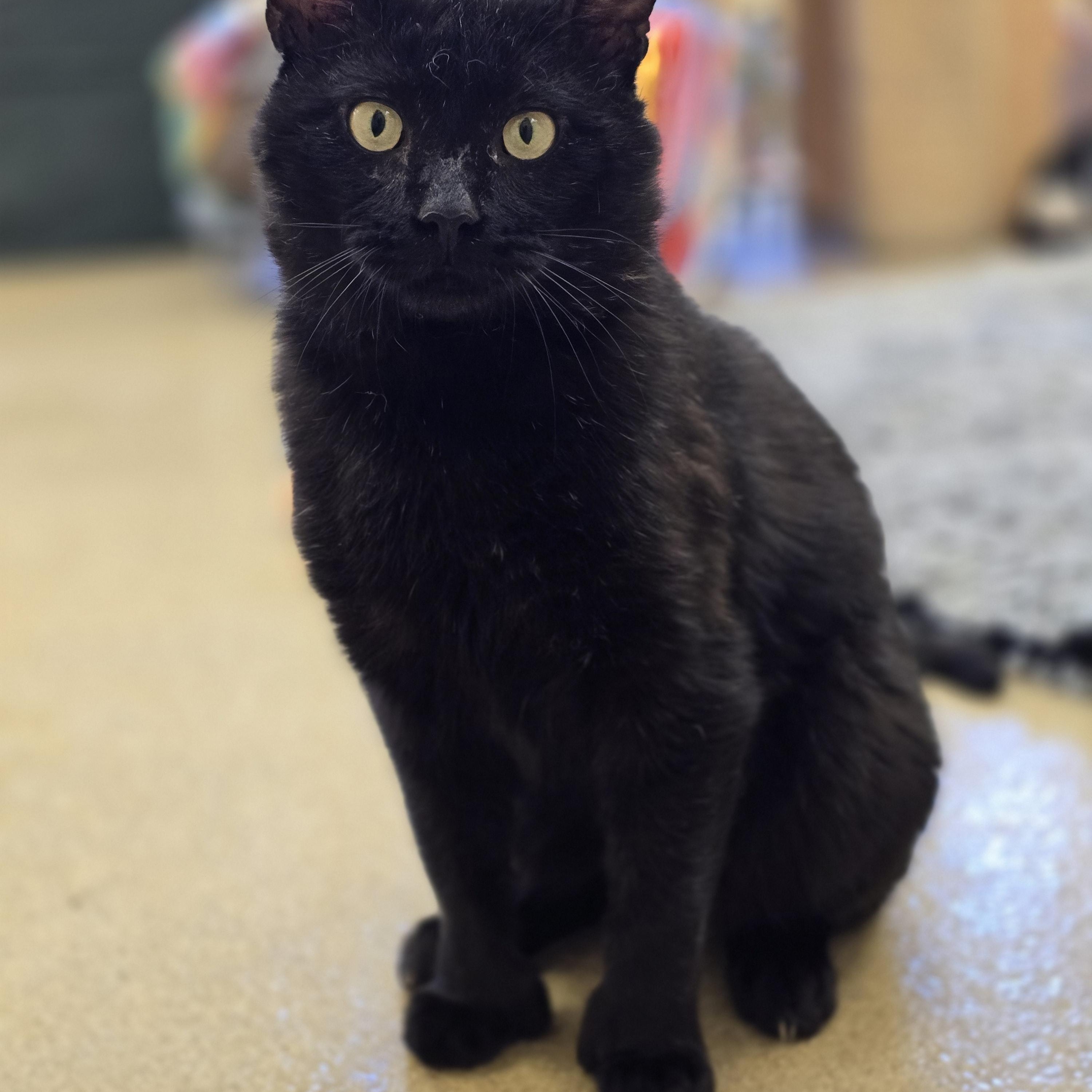 Currant , adopted, Adult Male Domestic Short Hair.