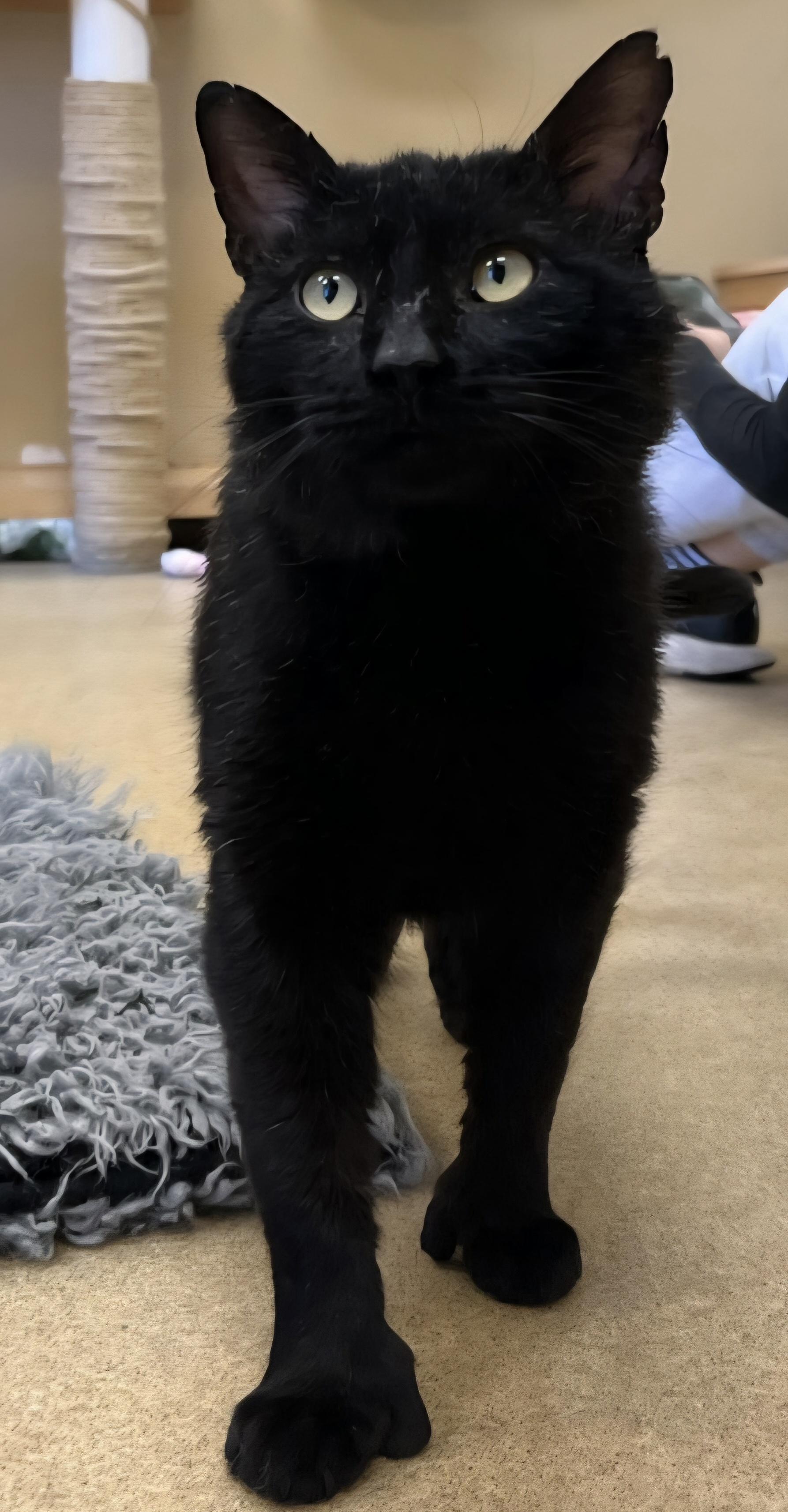 Enlarge Currant , an adopted Domestic Short Hair in Bristol, RI image 2/3