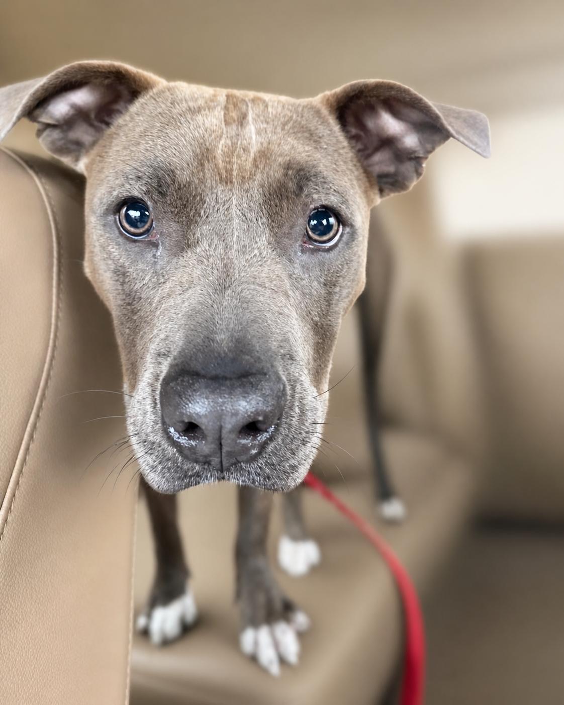 Emma , an adopted Staffordshire Bull Terrier in Valley Village, CA image 6/6