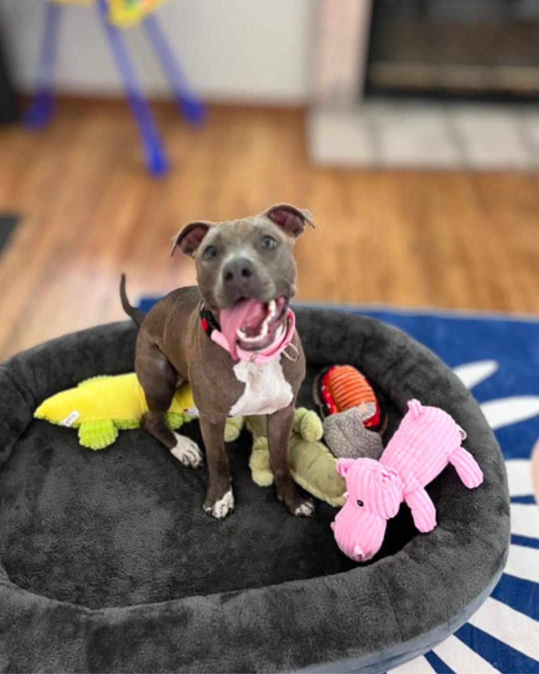 Emma , an adopted Staffordshire Bull Terrier in Valley Village, CA image 4/6