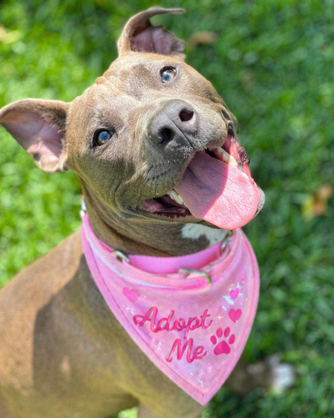 Emma , an adopted Staffordshire Bull Terrier in Valley Village, CA image 3/6