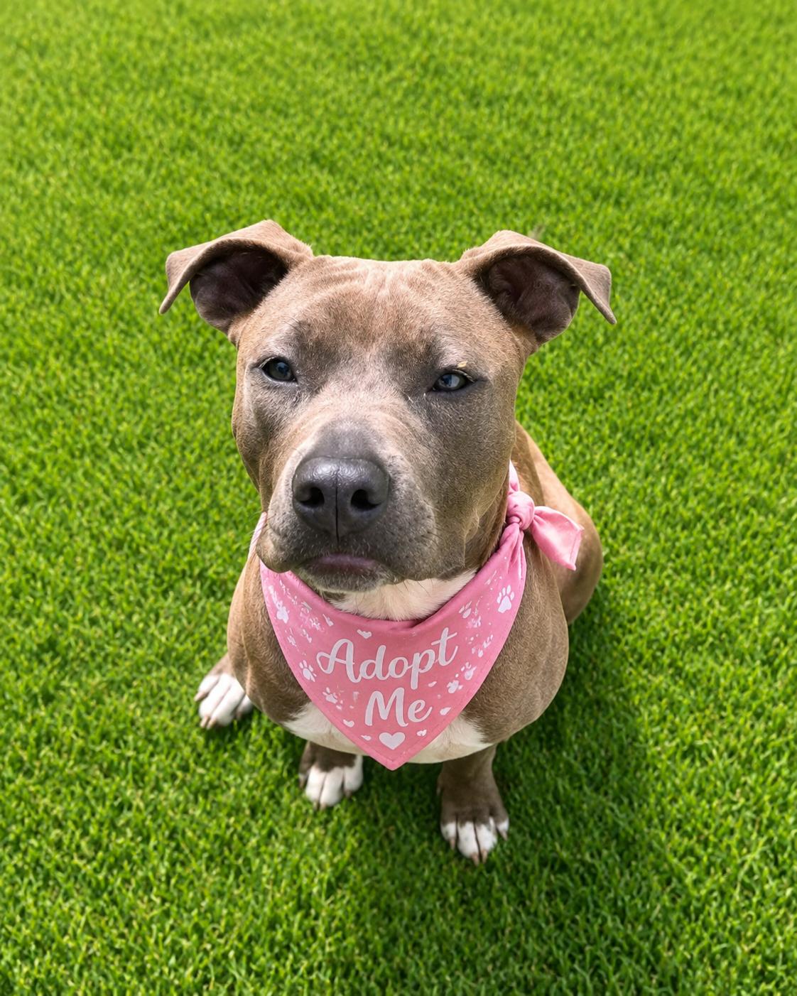 Emma , adopted, Young Female Staffordshire Bull Terrier.