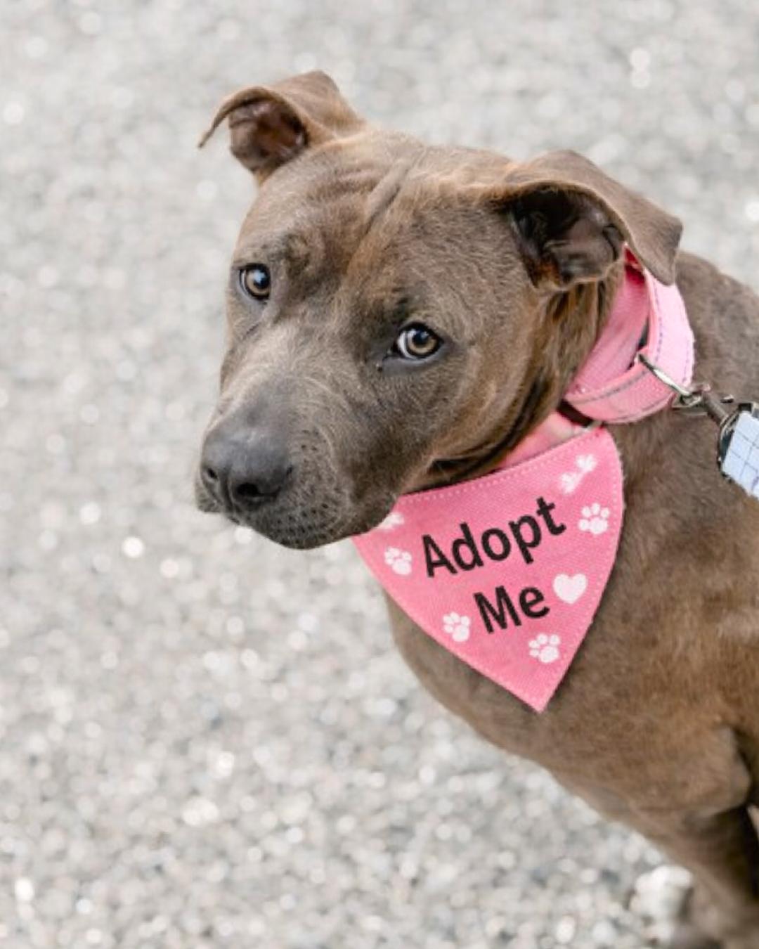 Emma , an adopted Staffordshire Bull Terrier in Valley Village, CA image 5/6