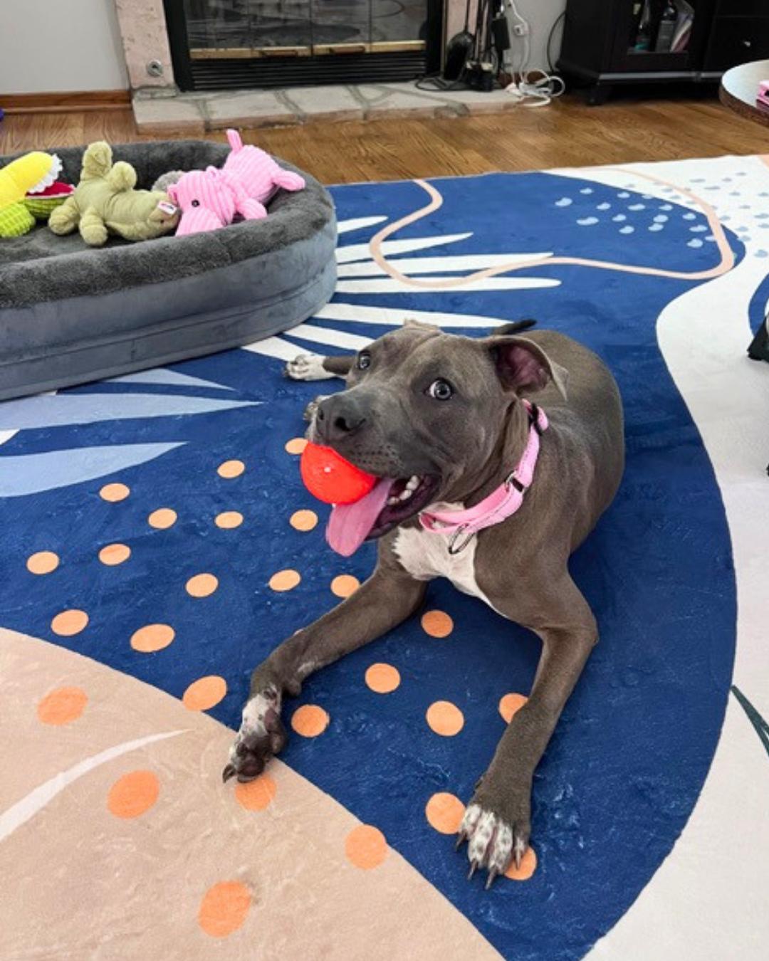 Emma , an adopted Staffordshire Bull Terrier in Valley Village, CA image 2/6
