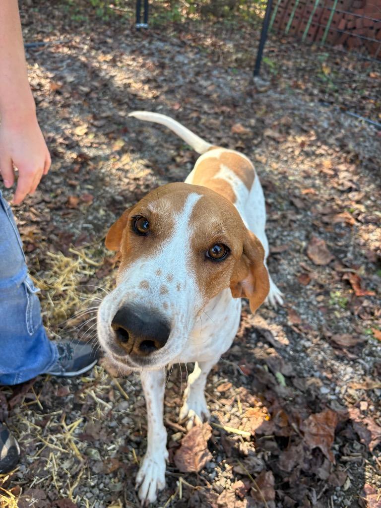 Enlarge Trixie, a Adoptable Hound in Parsons, WV image 1/3