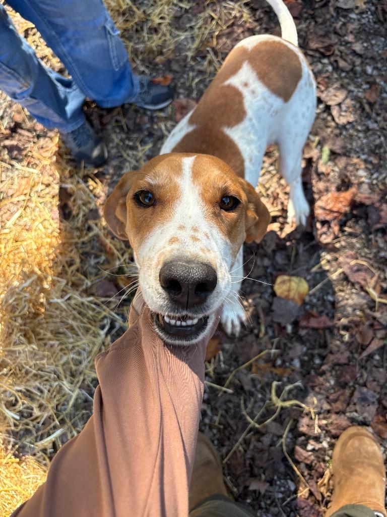 Trixie, Adoptable, Adult Female Hound.