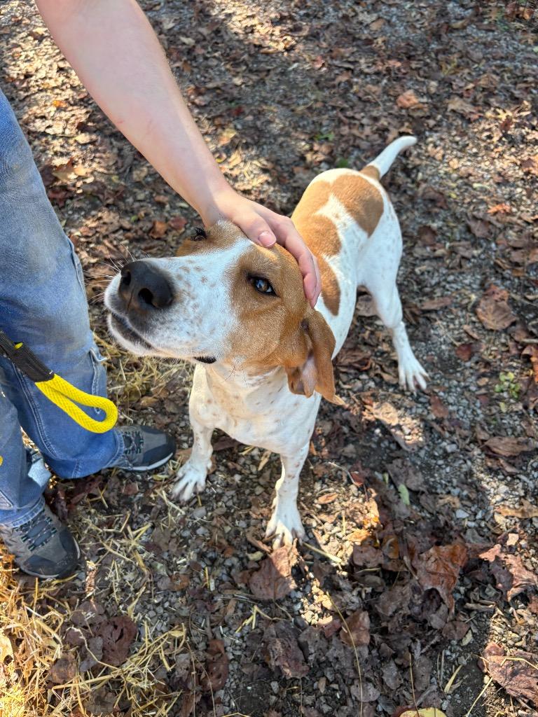 Enlarge Trixie, a Adoptable Hound in Parsons, WV image 3/3