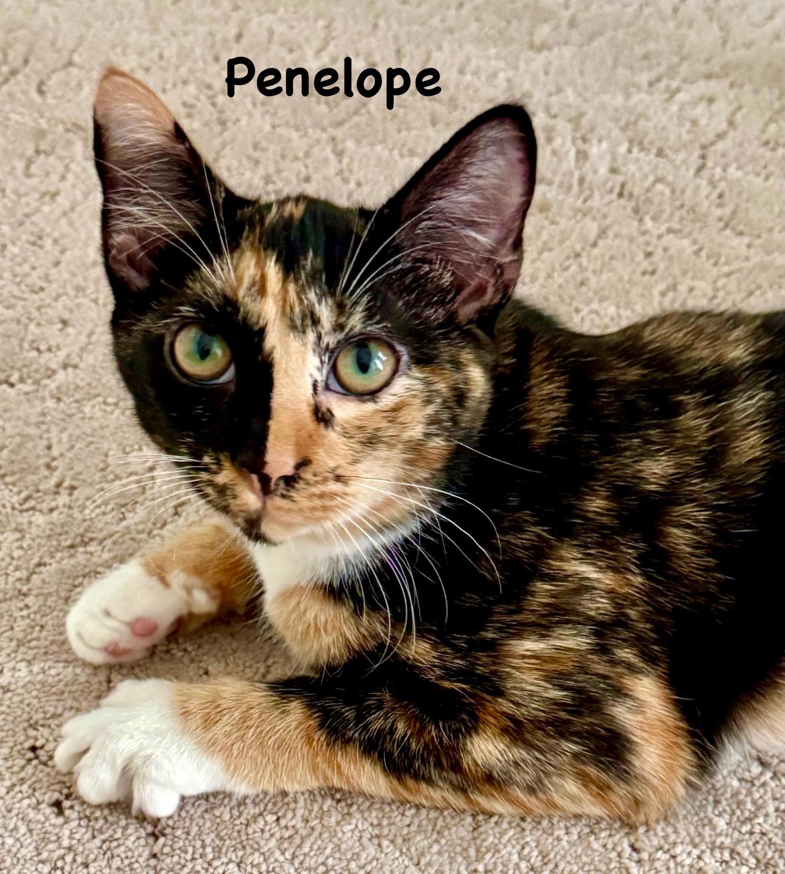 Penelope, a ADOPTABLE Calico in Saint Augustine, FL image 2/3