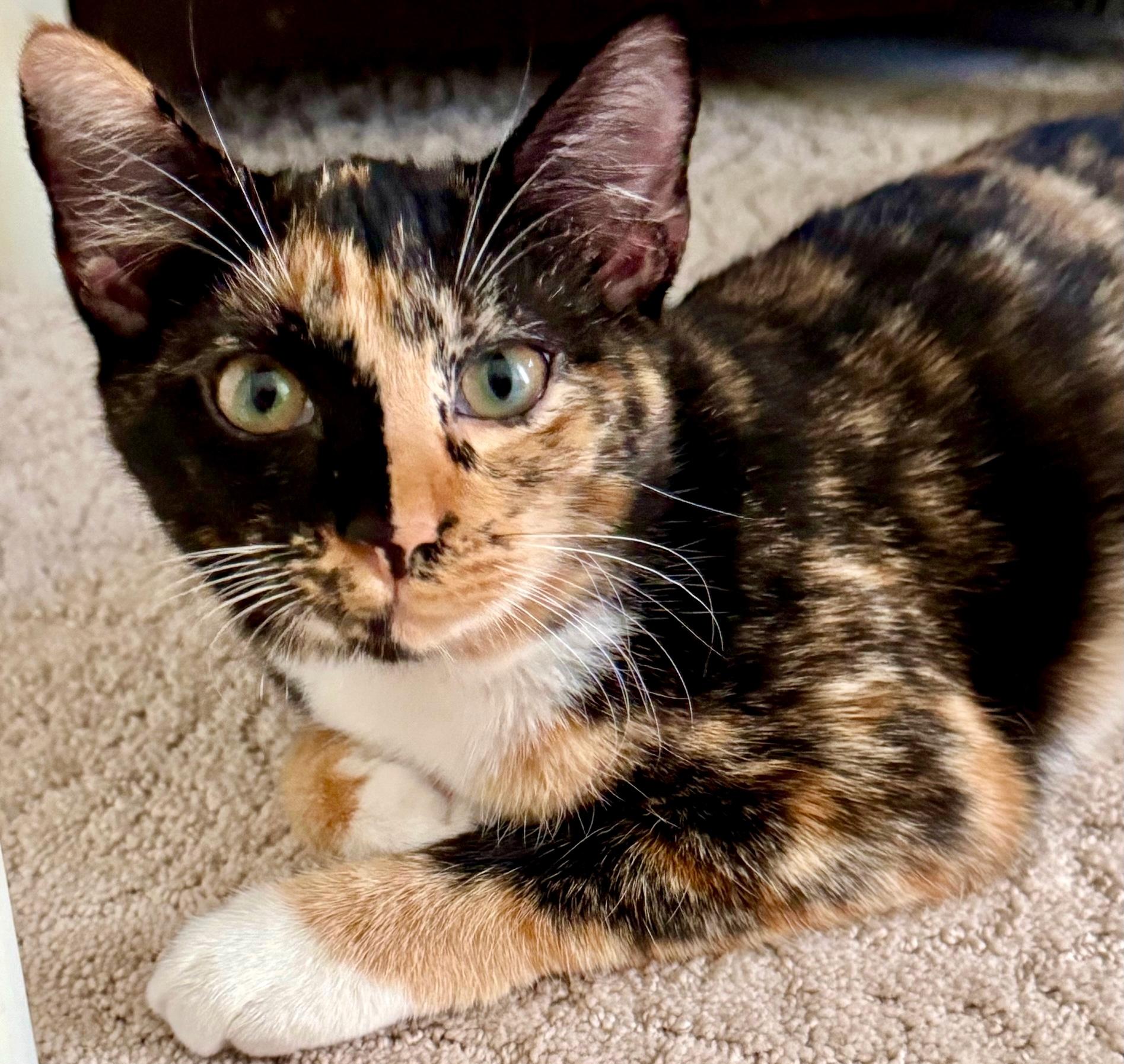 Penelope, a ADOPTABLE Calico in Saint Augustine, FL image 1/3