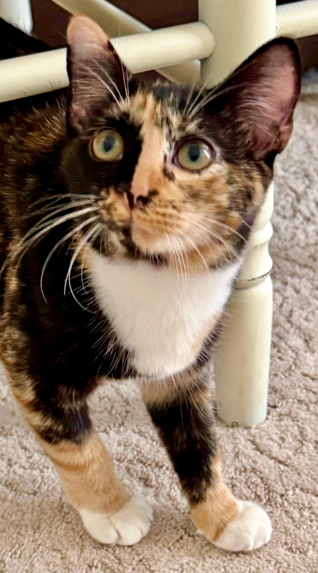 Penelope, a ADOPTABLE Calico in Saint Augustine, FL image 3/3