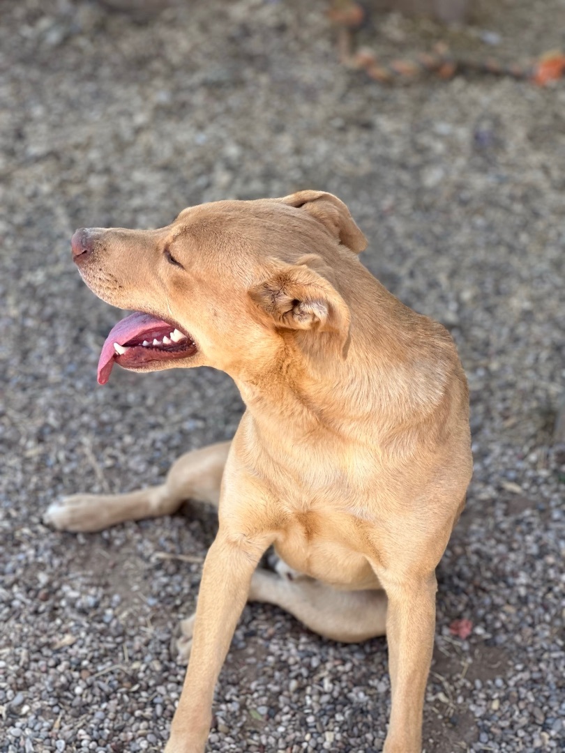 Ryder, Adoptable, Adult Male Mixed Breed.