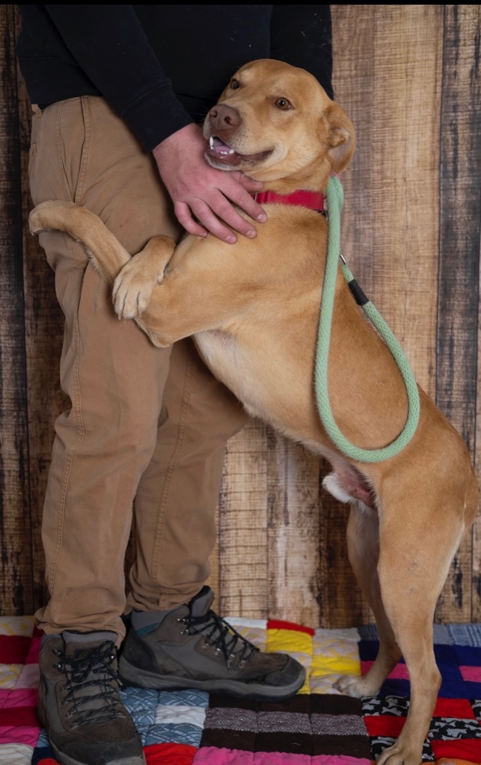 Ryder — thumbnail 2