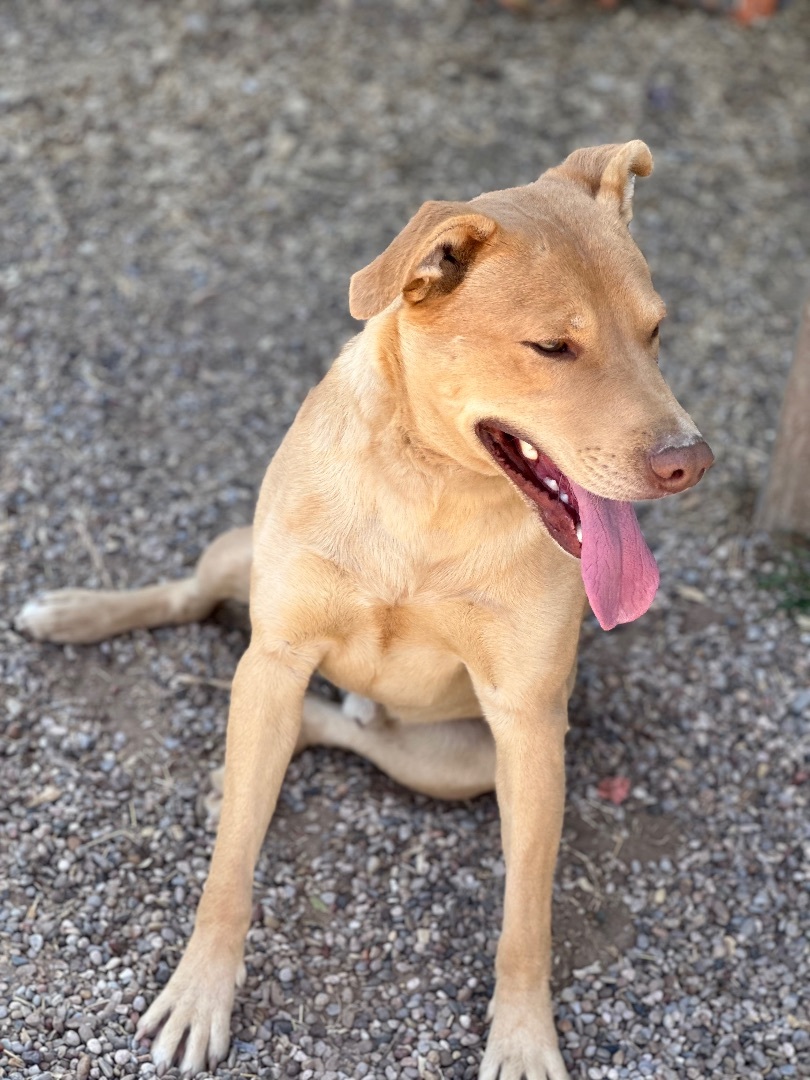 Enlarge Ryder, a Adoptable mixed breed in Lubbock, TX image 3/9