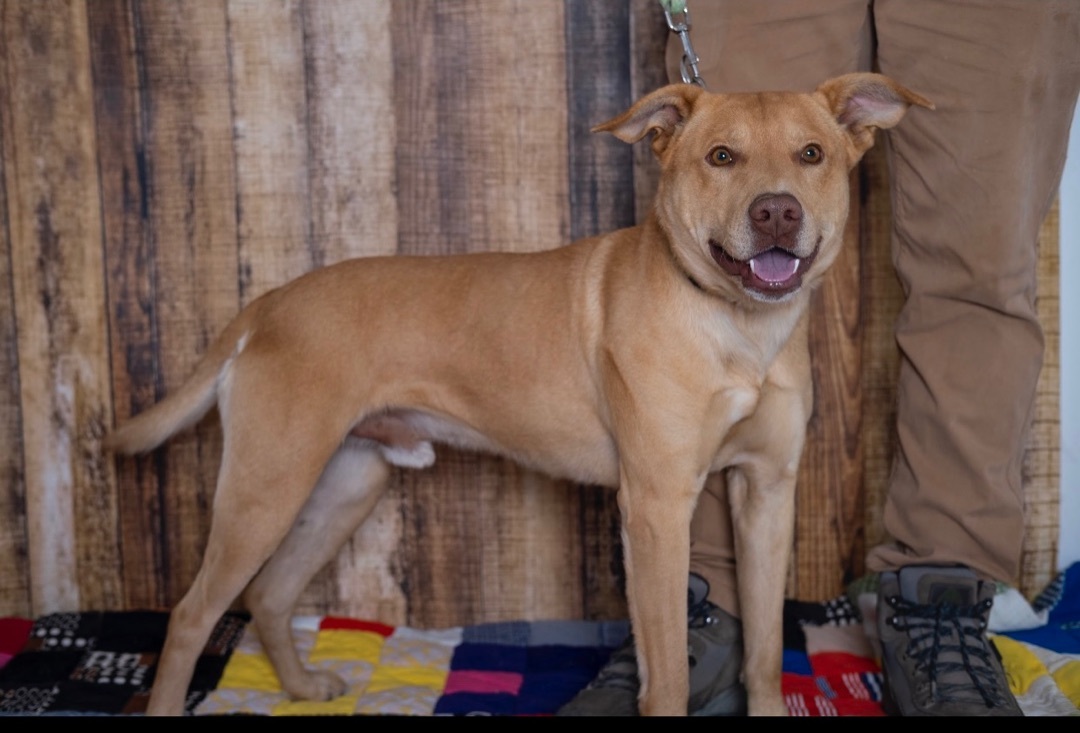 Enlarge Ryder, a Adoptable mixed breed in Lubbock, TX image 4/9