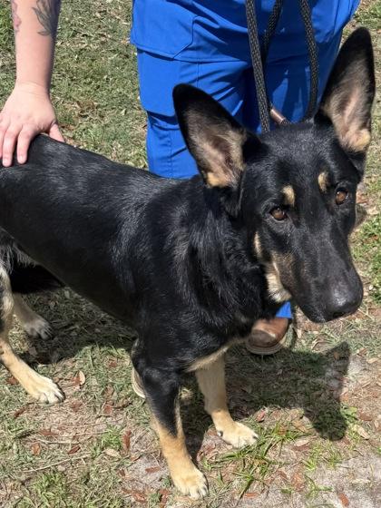 Enlarge Faith, an adopted mixed breed in Inverness, FL image 2/2