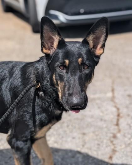 Enlarge Faith, an adopted mixed breed in Inverness, FL image 1/2