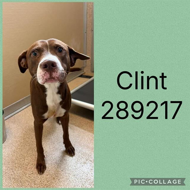 CLINT, Adoptable, Young Male Labrador Retriever & Mixed Breed.