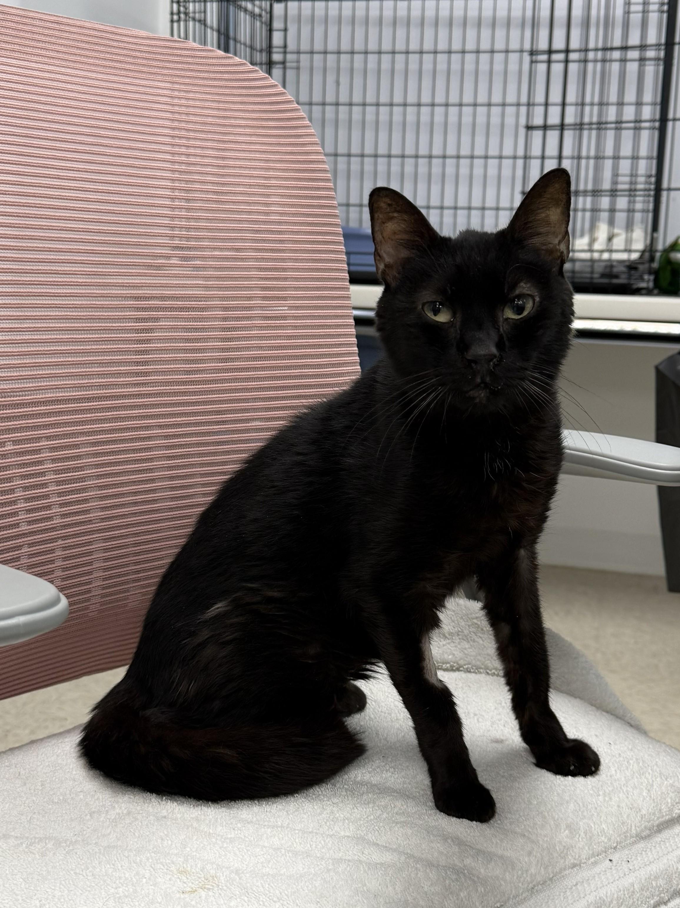 Anisette, ADOPTABLE, Senior Female Domestic Short Hair.