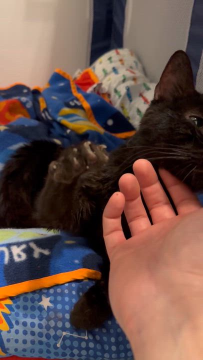 Enlarge Anisette, a ADOPTABLE Domestic Short Hair in Miami, FL video 3/6