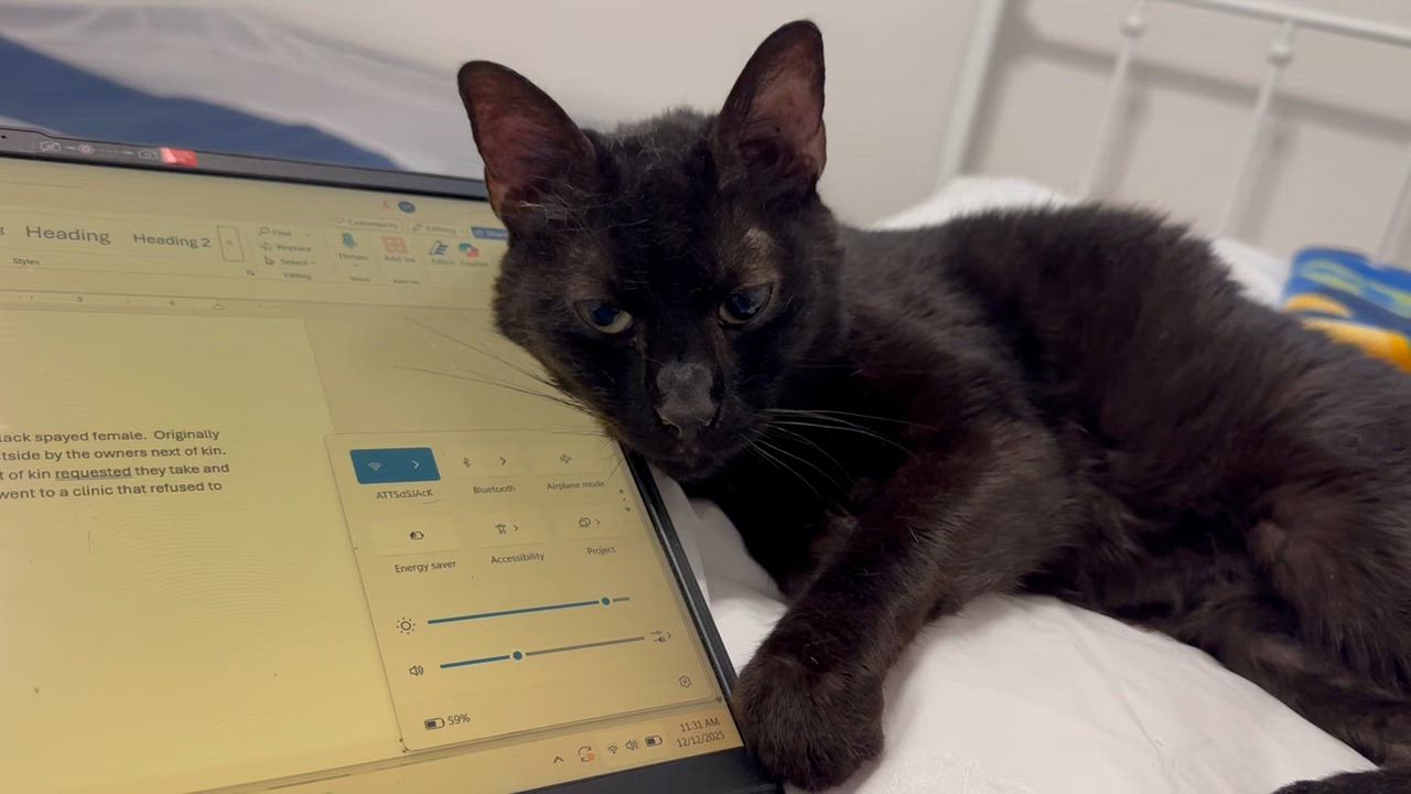 Enlarge Anisette, a ADOPTABLE Domestic Short Hair in Miami, FL video 5/6