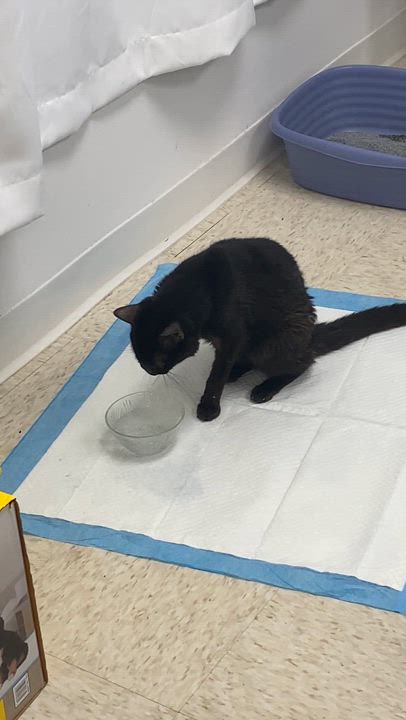 Enlarge Anisette, a ADOPTABLE Domestic Short Hair in Miami, FL video 2/6