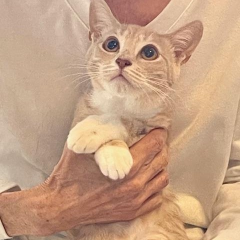 Stella