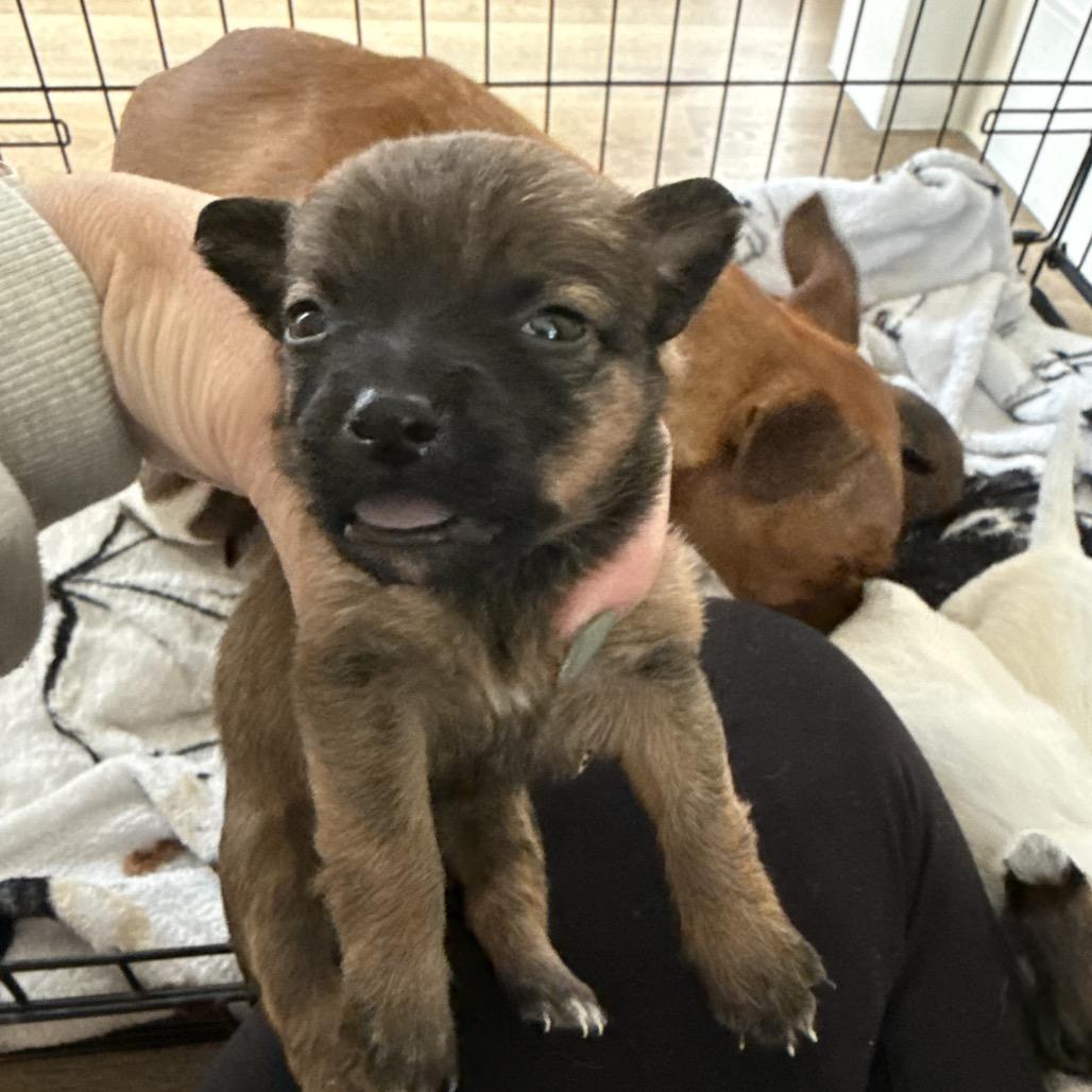 Mesa, Adoptable, Puppy Female Chihuahua & Mixed Breed.